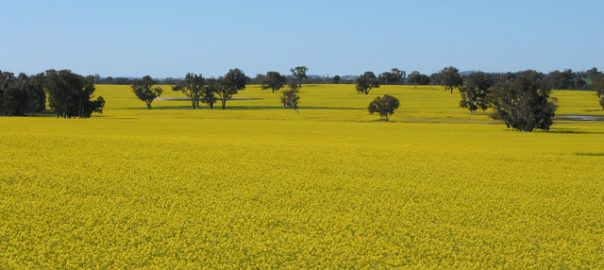 canola